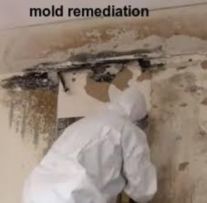 mold removal Mission