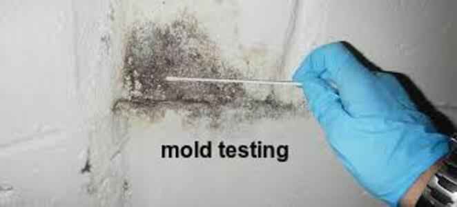 mold inspector Johnson City