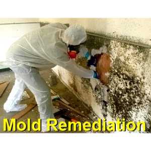 mold remediation Athens