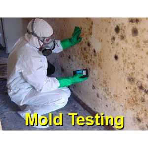 mold testing George West